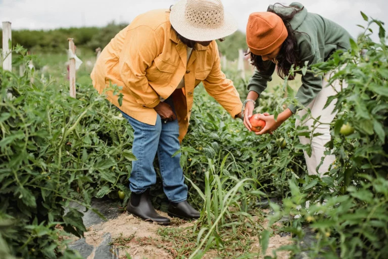 atelier de plantation