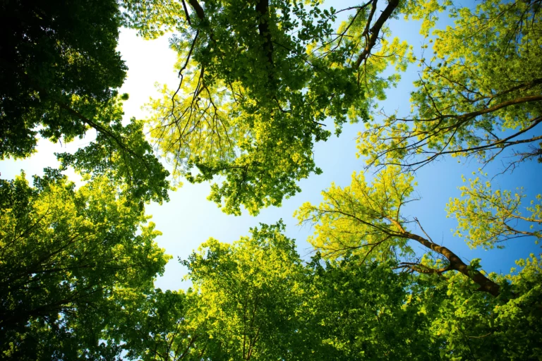 arbres dans les parcs de lille