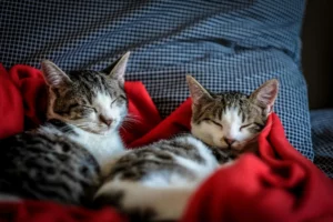 hotel pour chat à la madeleine